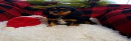 Cavalier King Charles Spaniel dogs for sale: Titan - Ad 10