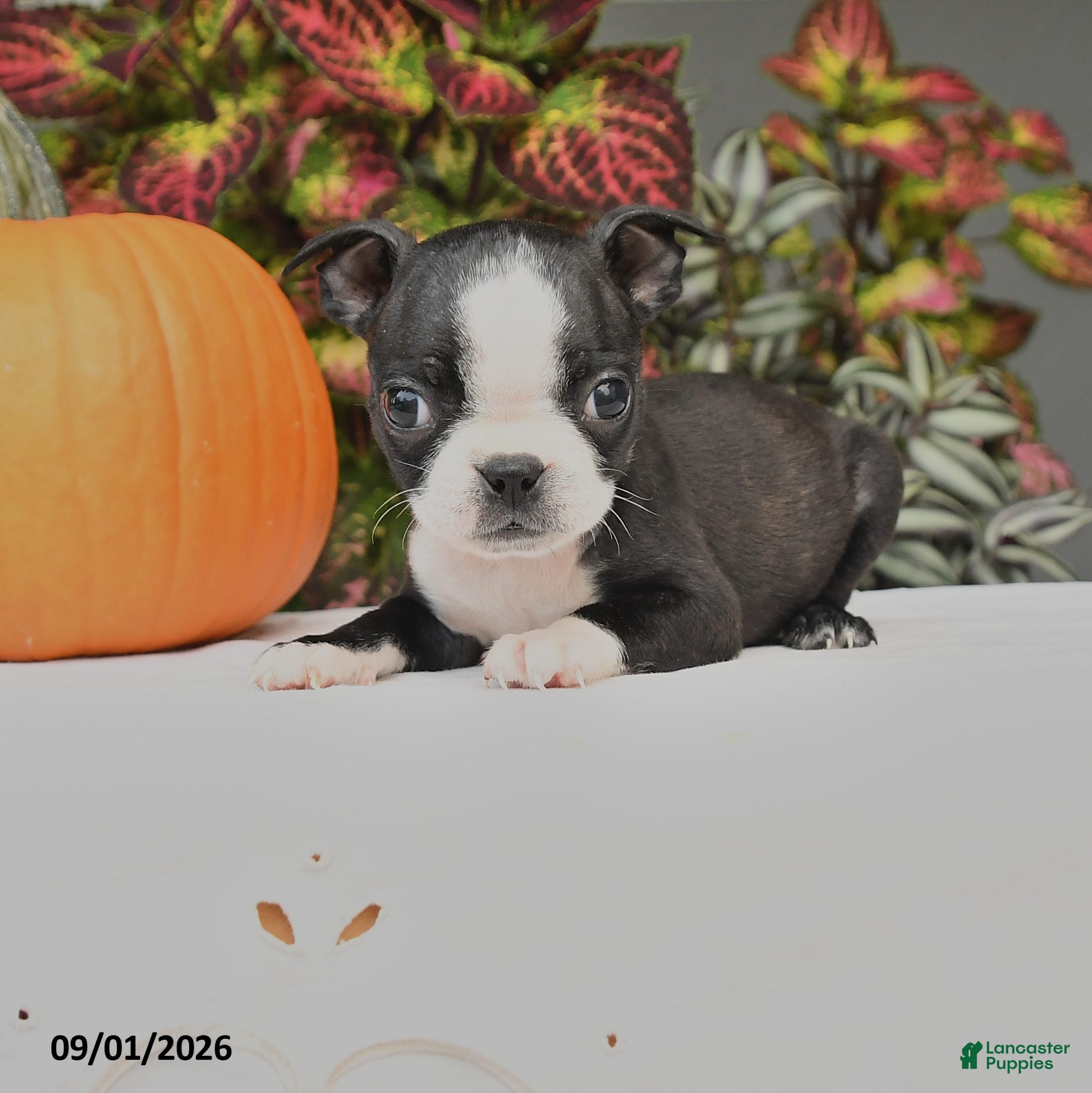 Boston Terrier dogs Jana - Ad 1