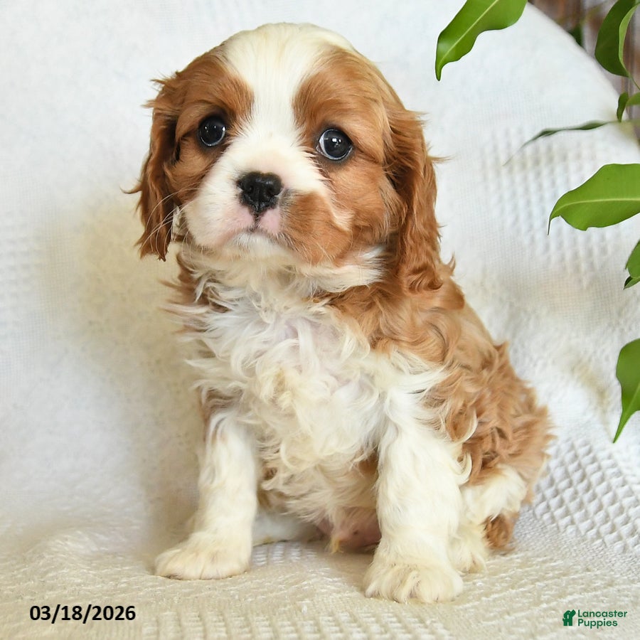 Cavalier King Charles Spaniel dogs Chase - Ad 2