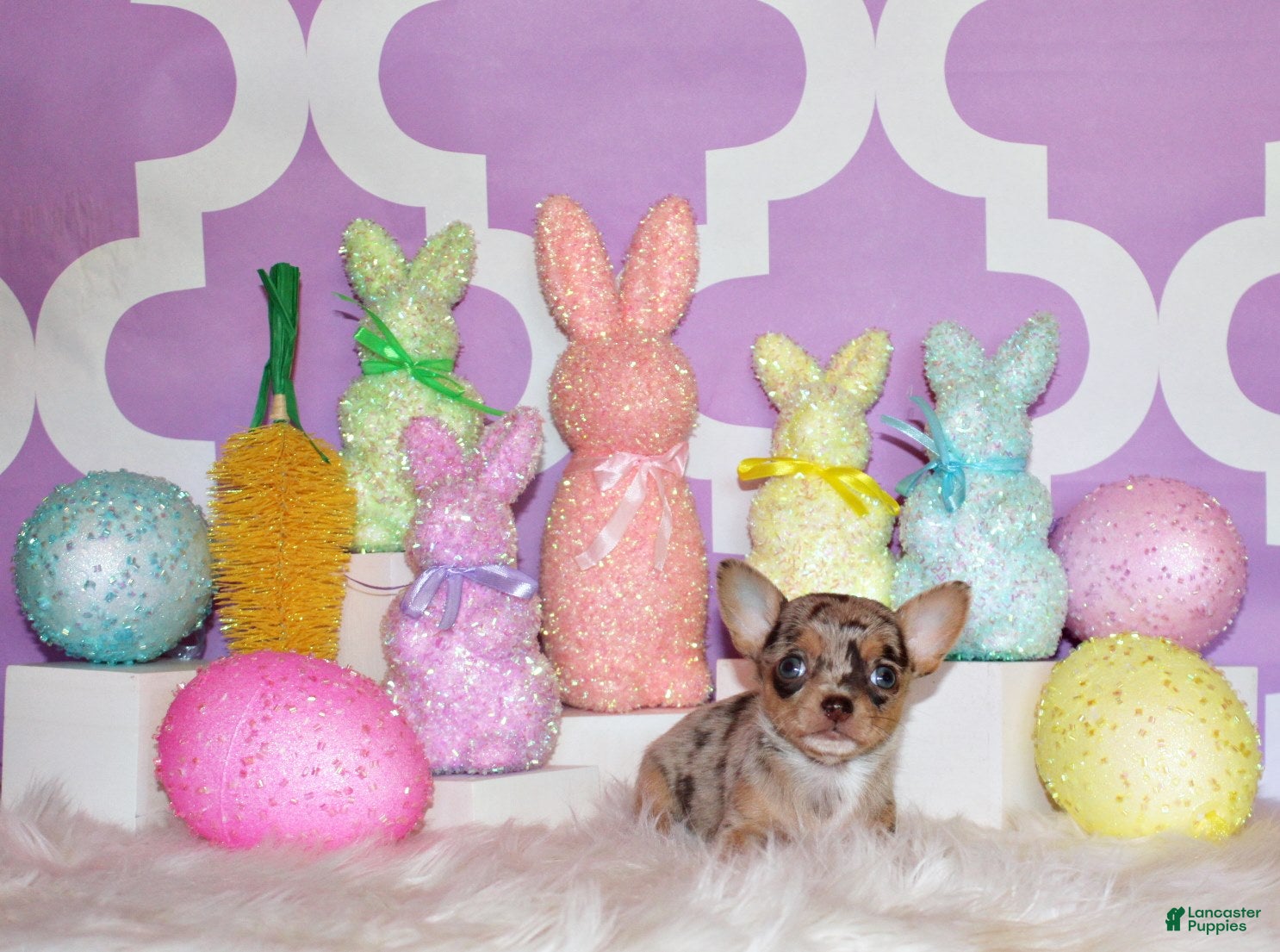 Chihuahua dogs Prima - Ad 1