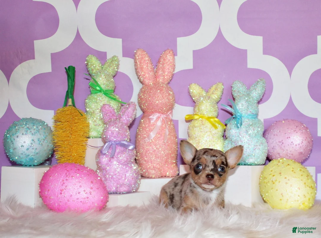 Chihuahua dogs for sale: Prima - Ad 1