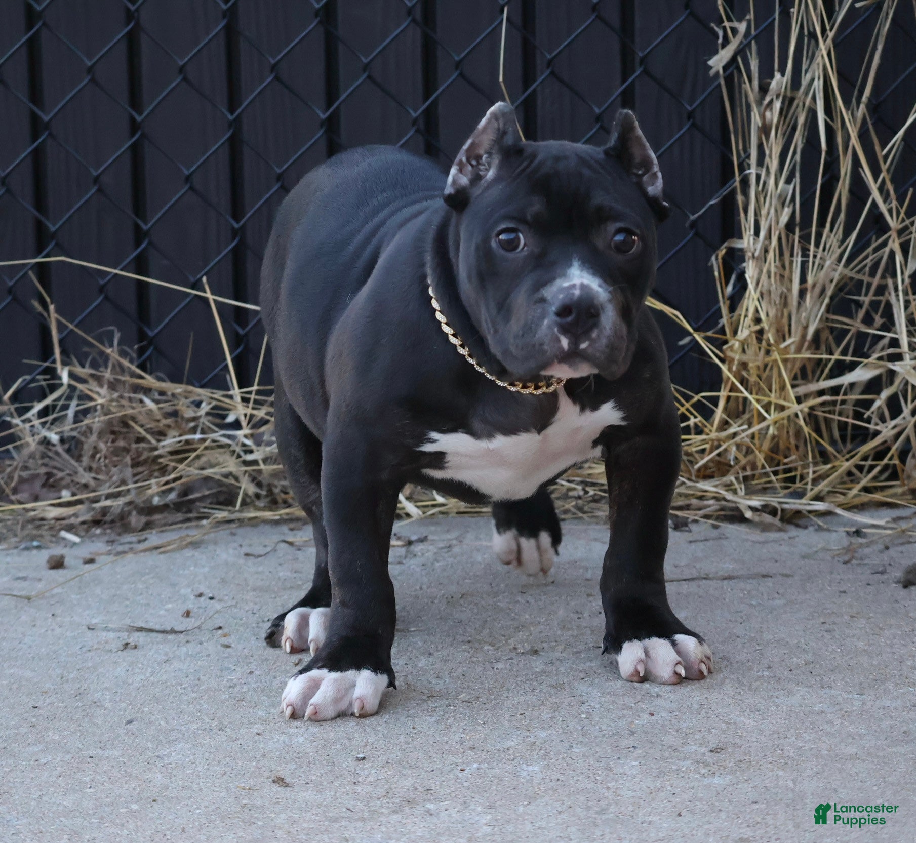 American Bully dogs Mulan - Ad 1