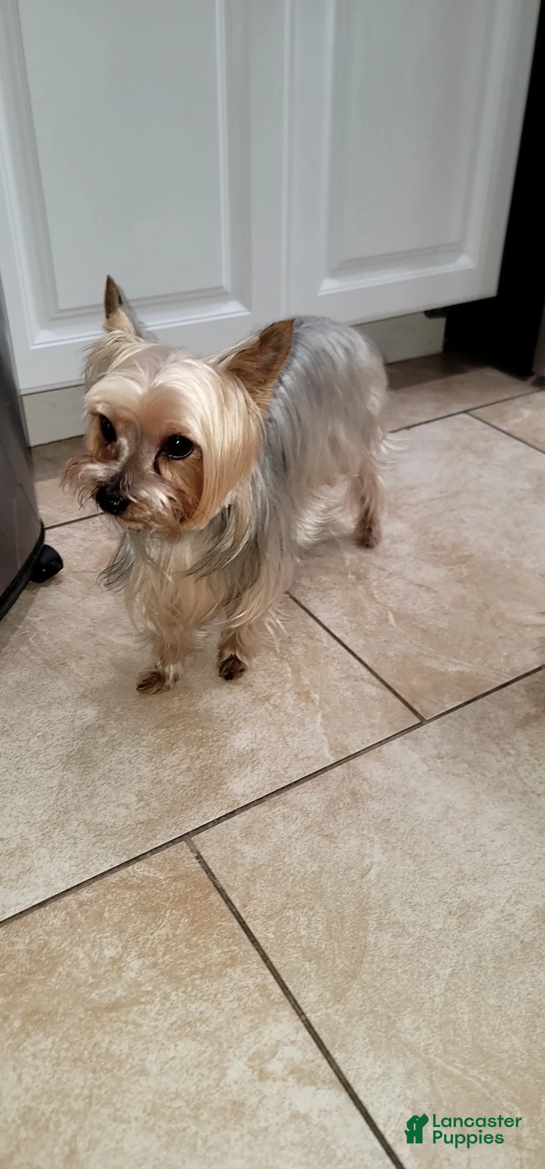Yorkshire Terrier dogs for sale: Mini Yorkshire Terrier 1 - Ad 4
