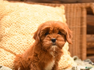 Cavapoo dogs - Ad 12