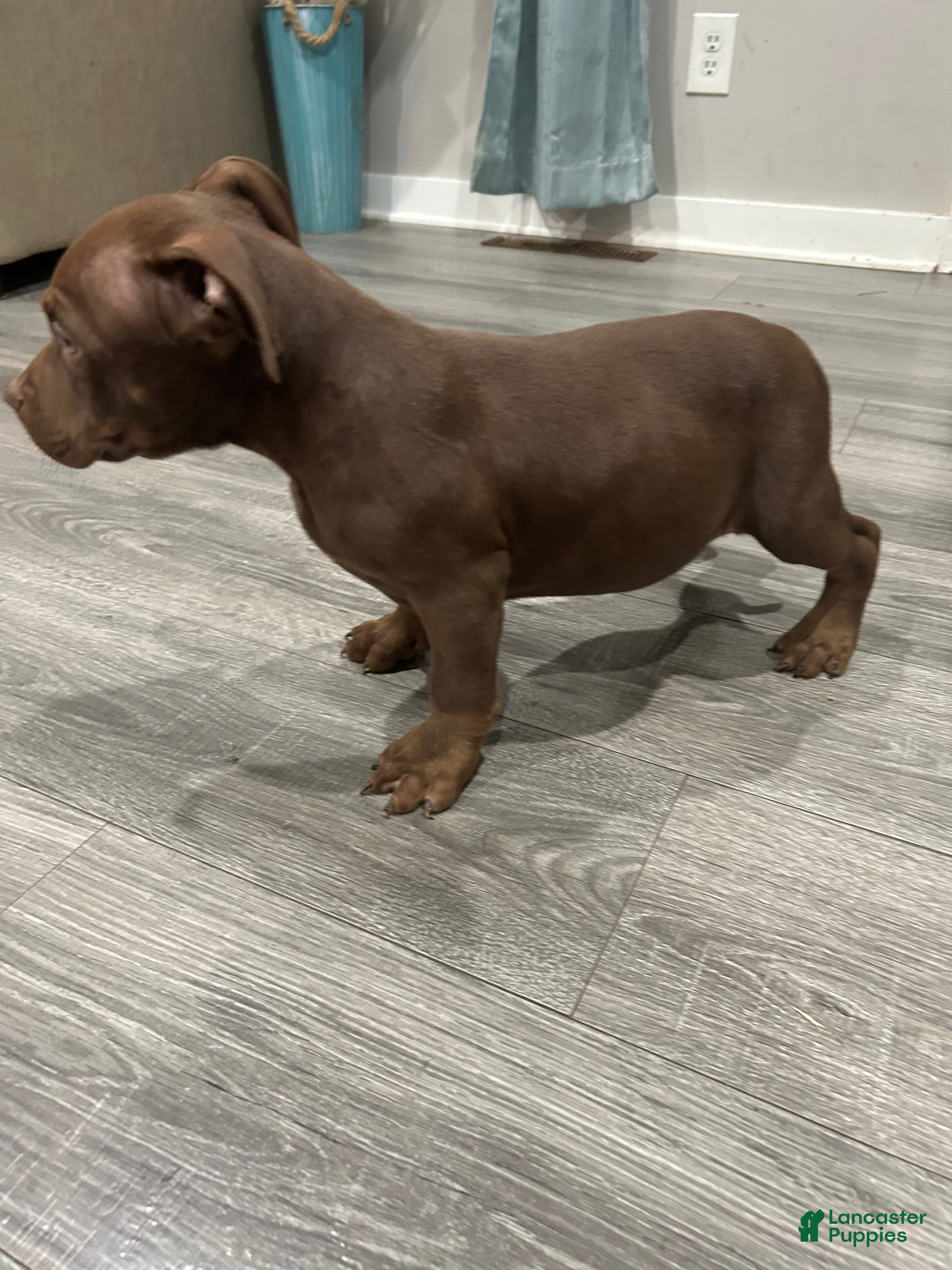 American Bully dogs Drakko - Ad 2