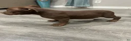 American Bully dogs for sale: Drakko - Ad 2
