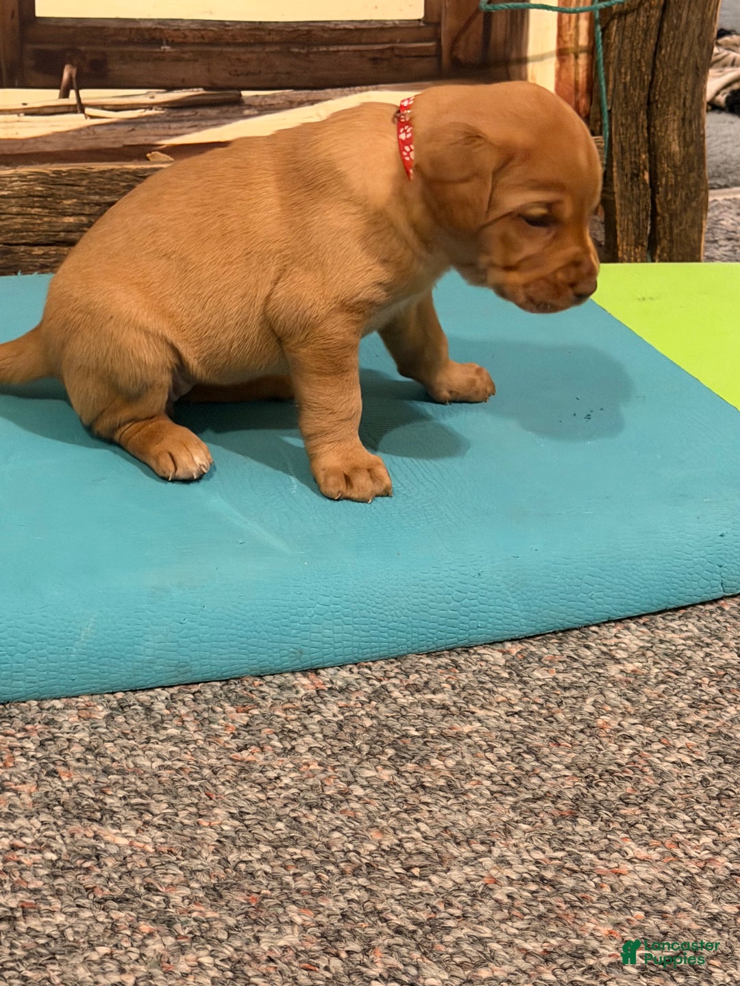 Labrador Retriever dogs for sale: Labrador Retriever SIESTA - Ad 4