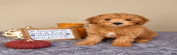 Cavapoo dogs for sale: Jack - Ad 3