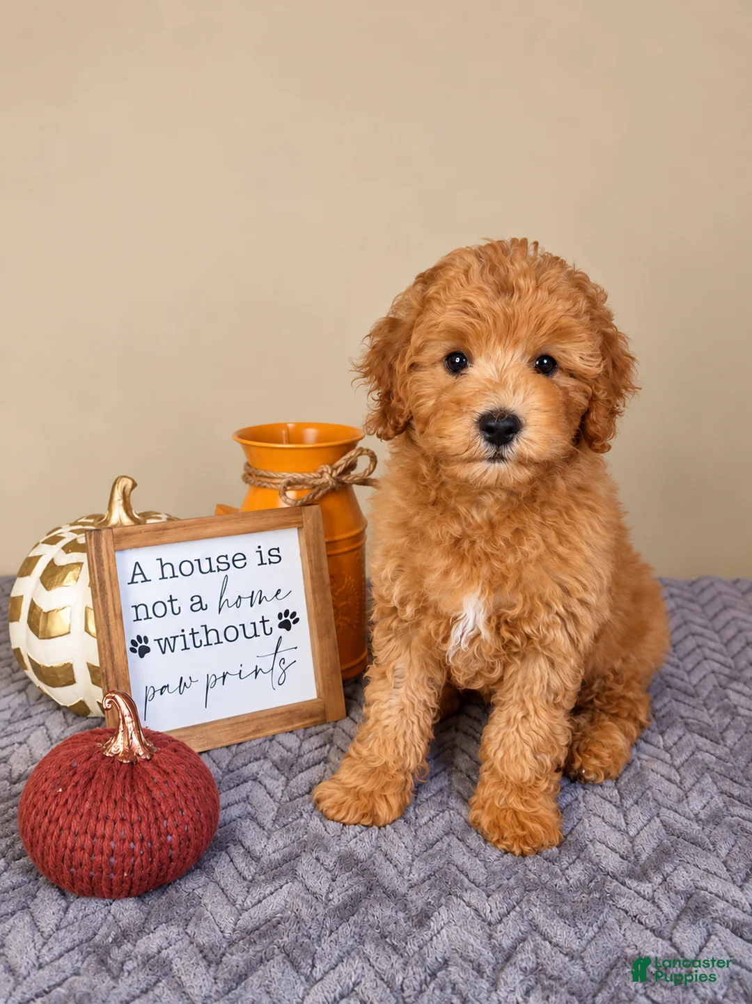 Cavapoo dogs for sale: Jack - Ad 3