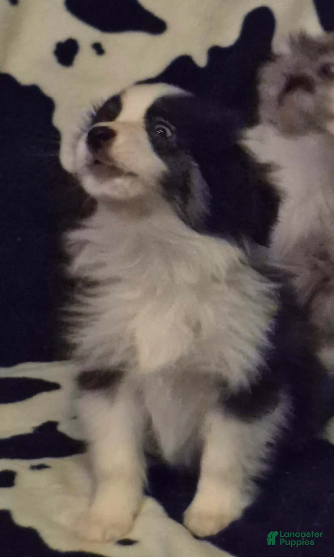 Toy Australian Shepherd dogs for sale: Toy Australian Shepherd Puppy 1 - Ad 2