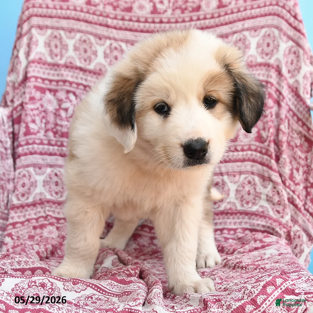 Mixed Breed dogs for sale: Hilda - Ad 3