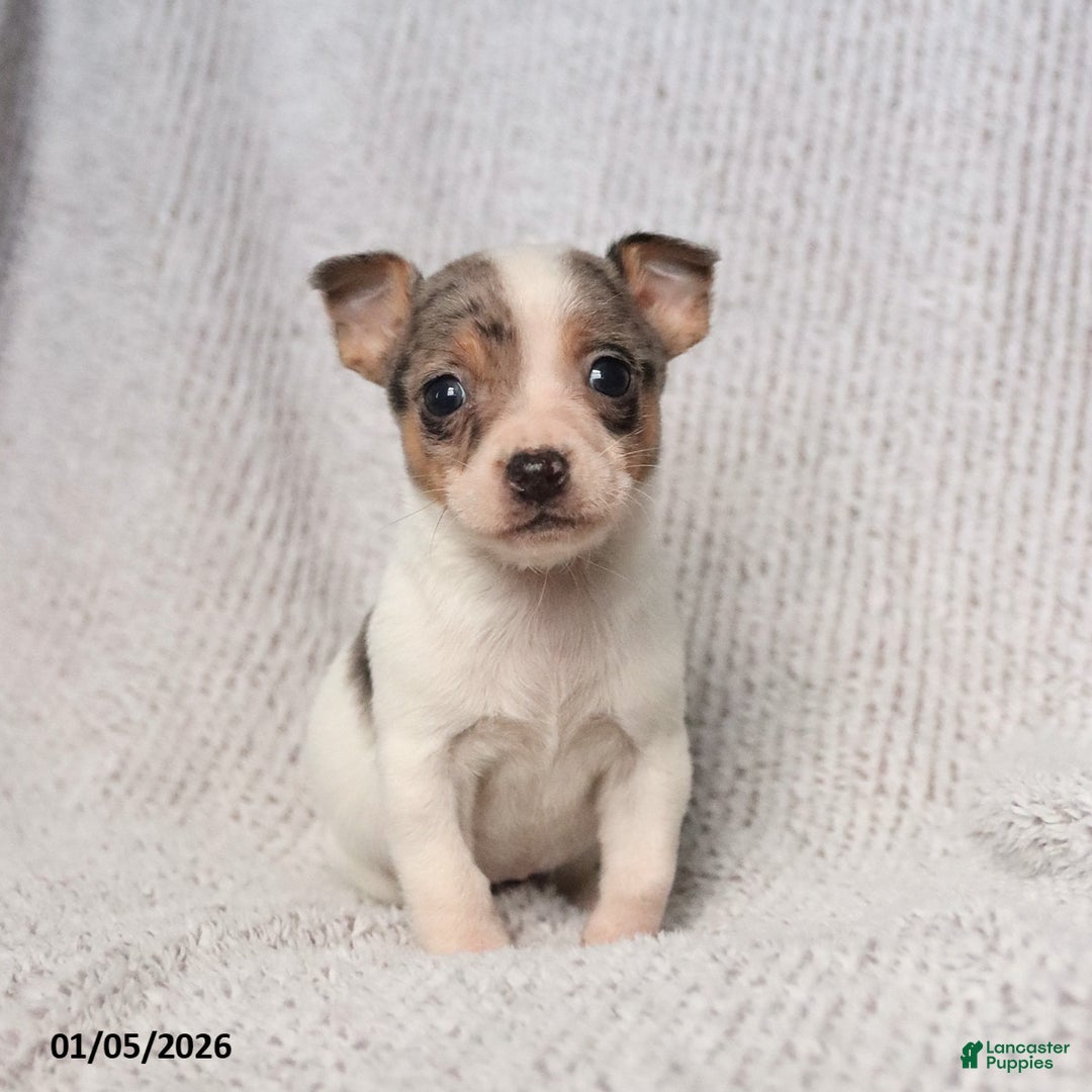 Mixed Breed dogs for sale: Scout - Ad 2
