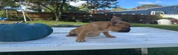 French Bulldog dogs for sale: Pou - Ad 6