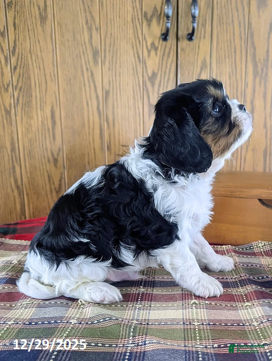 Cavalier King Charles Spaniel dogs for sale: Jake - Ad 4