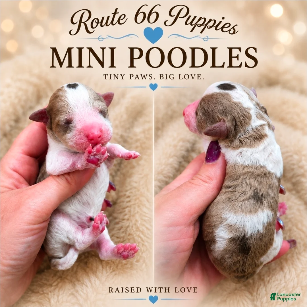 Miniature Poodle dogs for sale: Miniature Poodle 1 - Ad 1