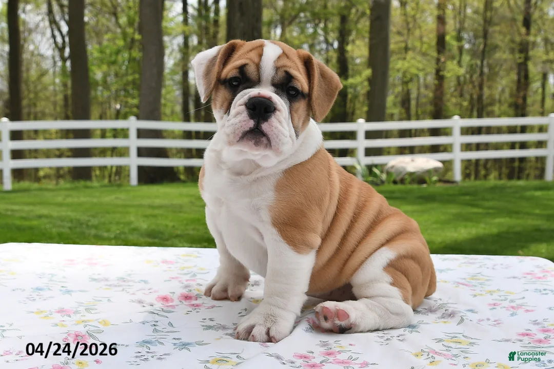 Mixed Breed dogs for sale: Summer - Ad 1