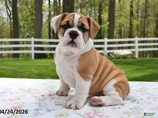 Mixed Breed dogs for sale: Summer - Ad 2
