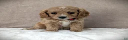 Cavapoo dogs for sale: Sunshine - Ad 5