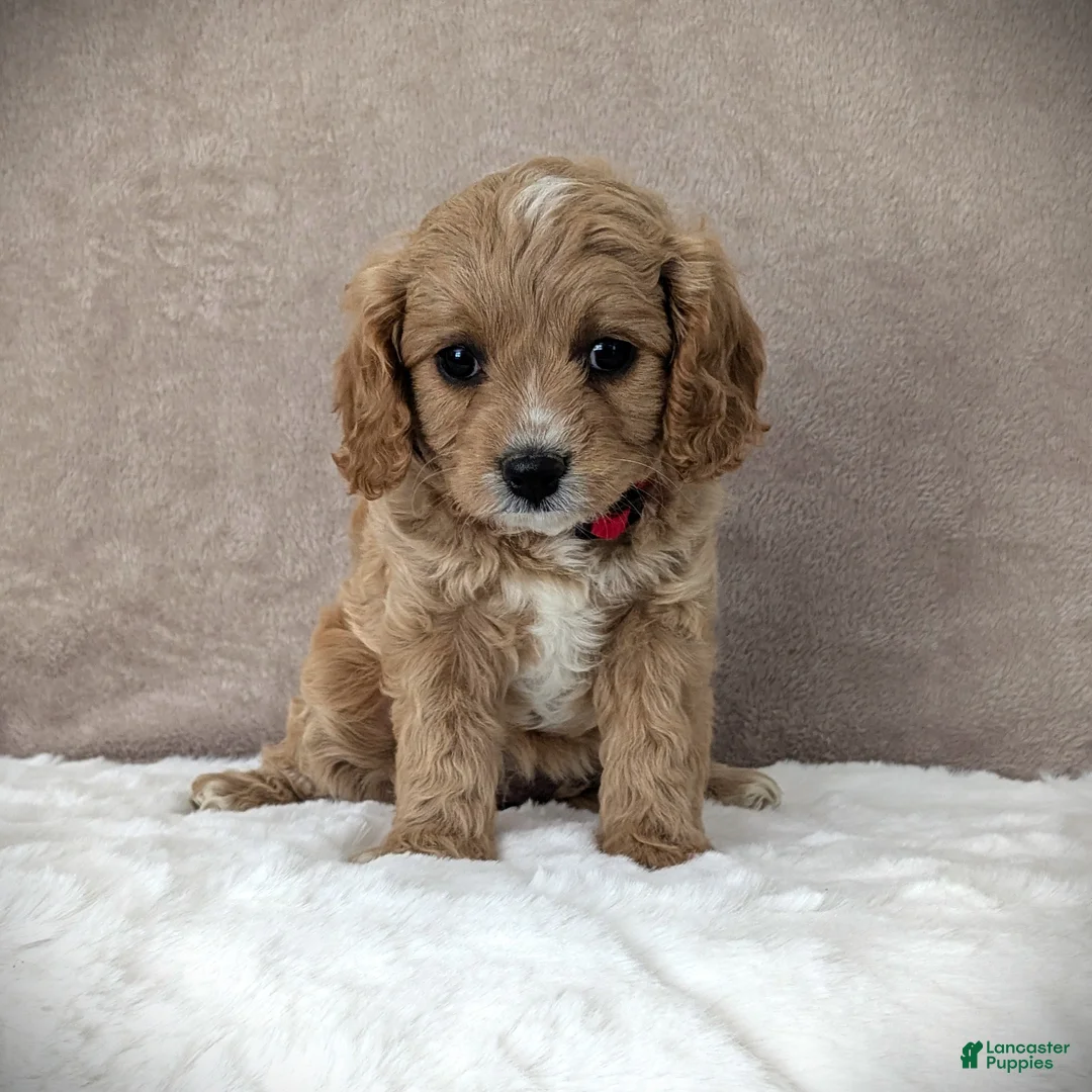 Cavapoo dogs for sale: Sunshine - Ad 5