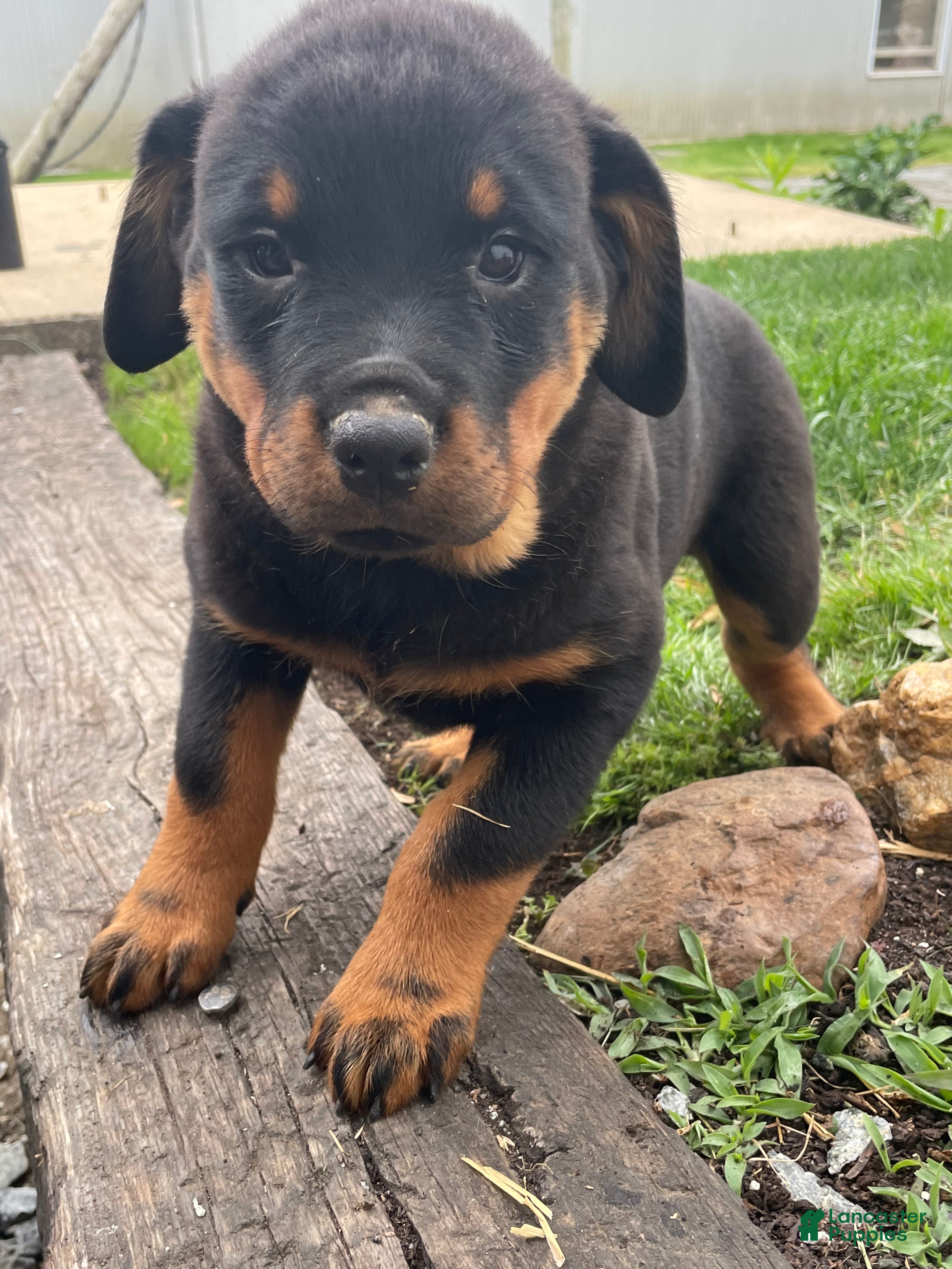 Rottweiler dogs Dakota - Ad 37