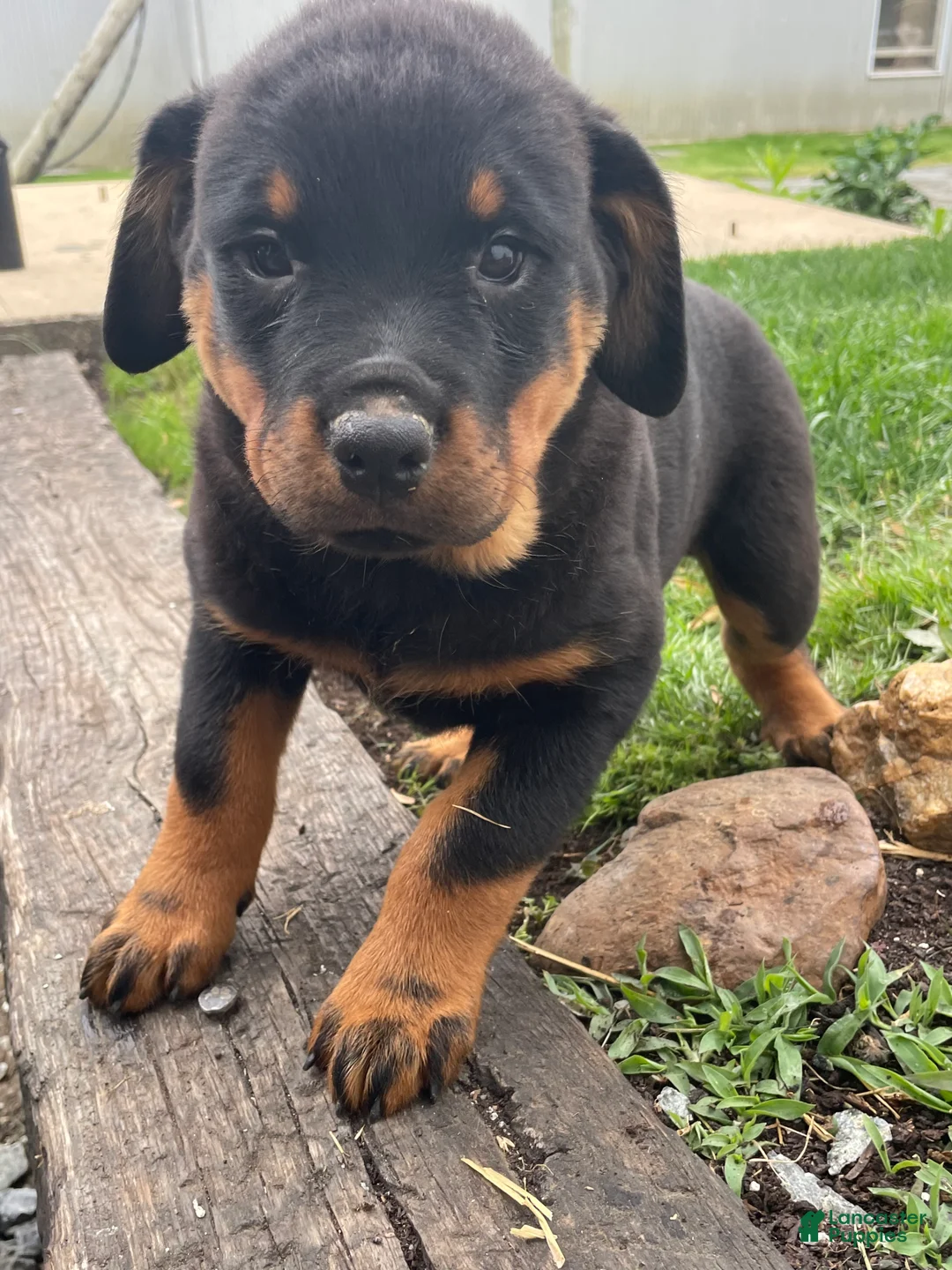 Rottweiler dogs for sale: Dakota - Ad 1