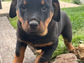Rottweiler dogs Dakota - Ad 37