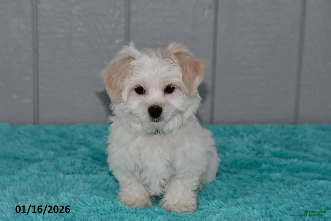 Maltese dogs for sale: Snowball - Ad 2