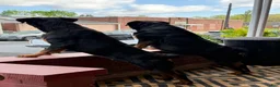 Rottweiler dogs for sale: Bella - Ad 3