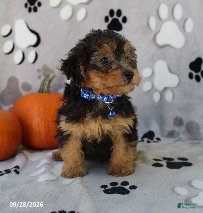 Yorkiepoo dogs Sparky - Ad 2