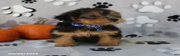Yorkiepoo dogs for sale: Sparky - Ad 2