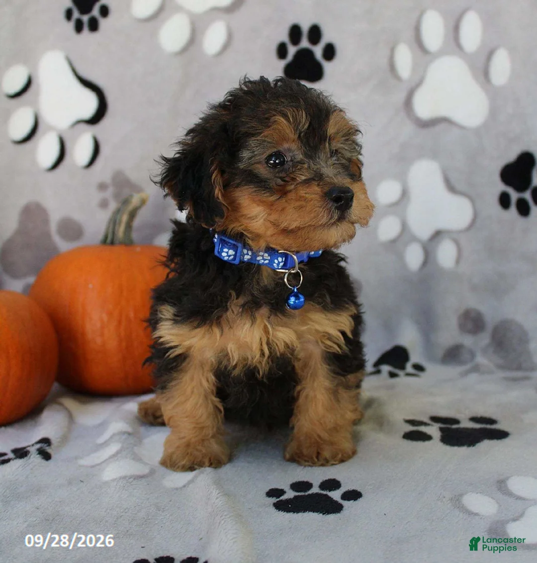 Yorkiepoo dogs for sale: Sparky - Ad 2