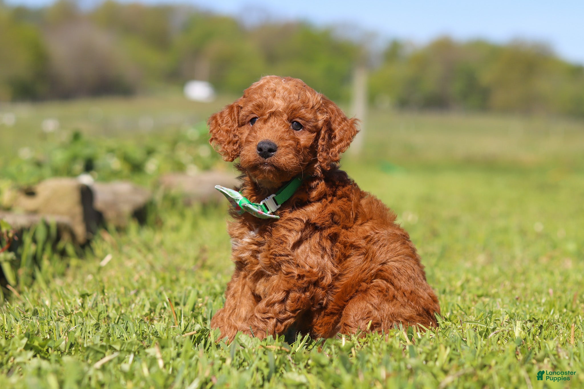 Mini Goldendoodle dogs Finn - Ad 2