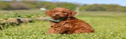 Mini Goldendoodle dogs for sale: Finn - Ad 2
