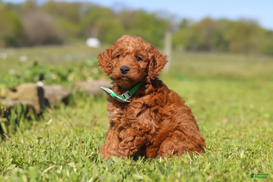 Mini Goldendoodle dogs for sale: Finn - Ad 2
