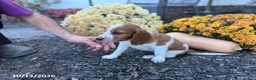 Welsh Springer Spaniel dogs for sale: Lemon - Ad 12