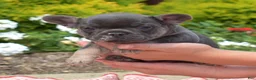 French Bulldog dogs for sale: Zoey - Ad 10