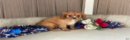 Cavalier King Charles Spaniel dogs for sale: Hunter Cavalier King Charles Spaniel  - Ad 4