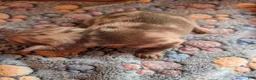 Chihuahua dogs for sale: Levi - Ad 2