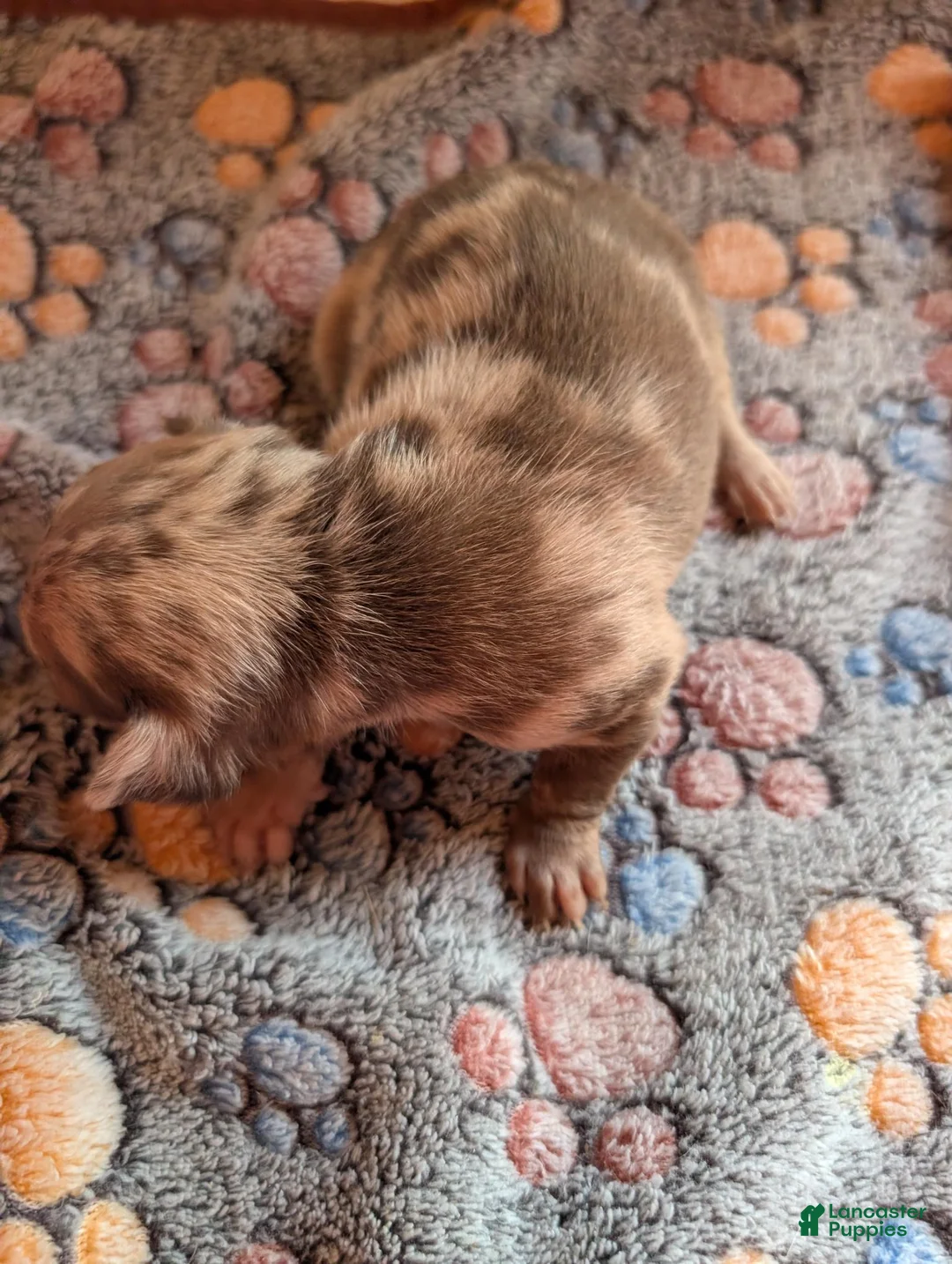 Chihuahua dogs for sale: Levi - Ad 2
