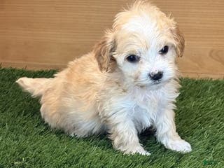 Maltipoo dogs Maltipoo Puppy 2 - Ad 4