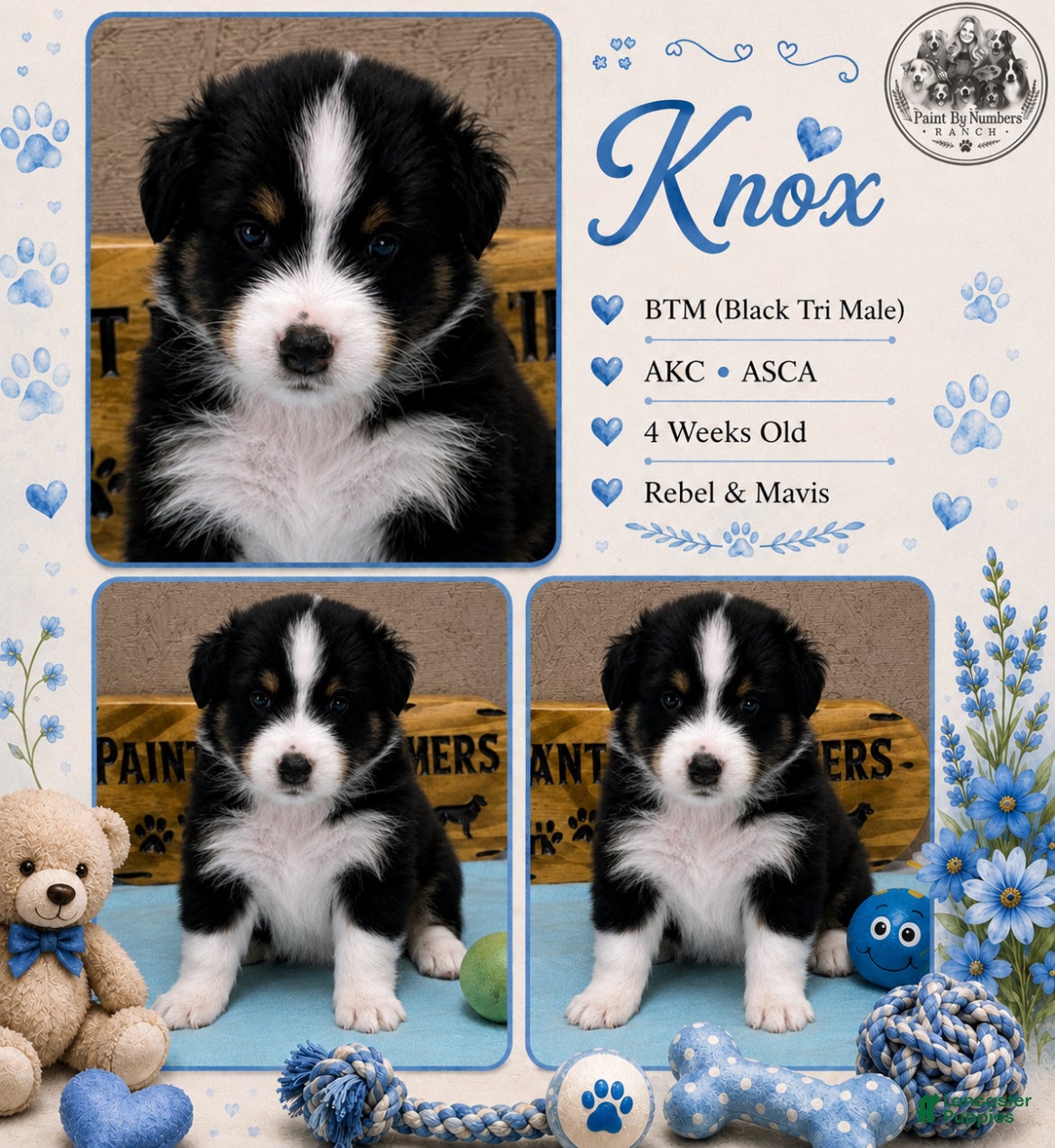 Australian Shepherd dogs Knox  - Ad 5