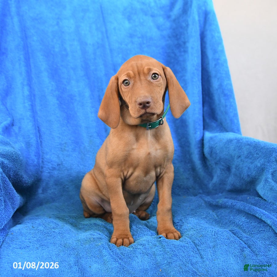 Vizsla dogs Sidney - Ad 10