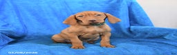 Vizsla dogs for sale: Sidney - Ad 1