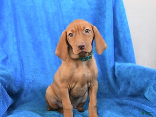 Vizsla dogs Sidney - Ad 10
