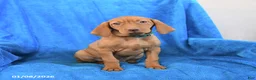 Vizsla dogs for sale: Sidney - Ad 1