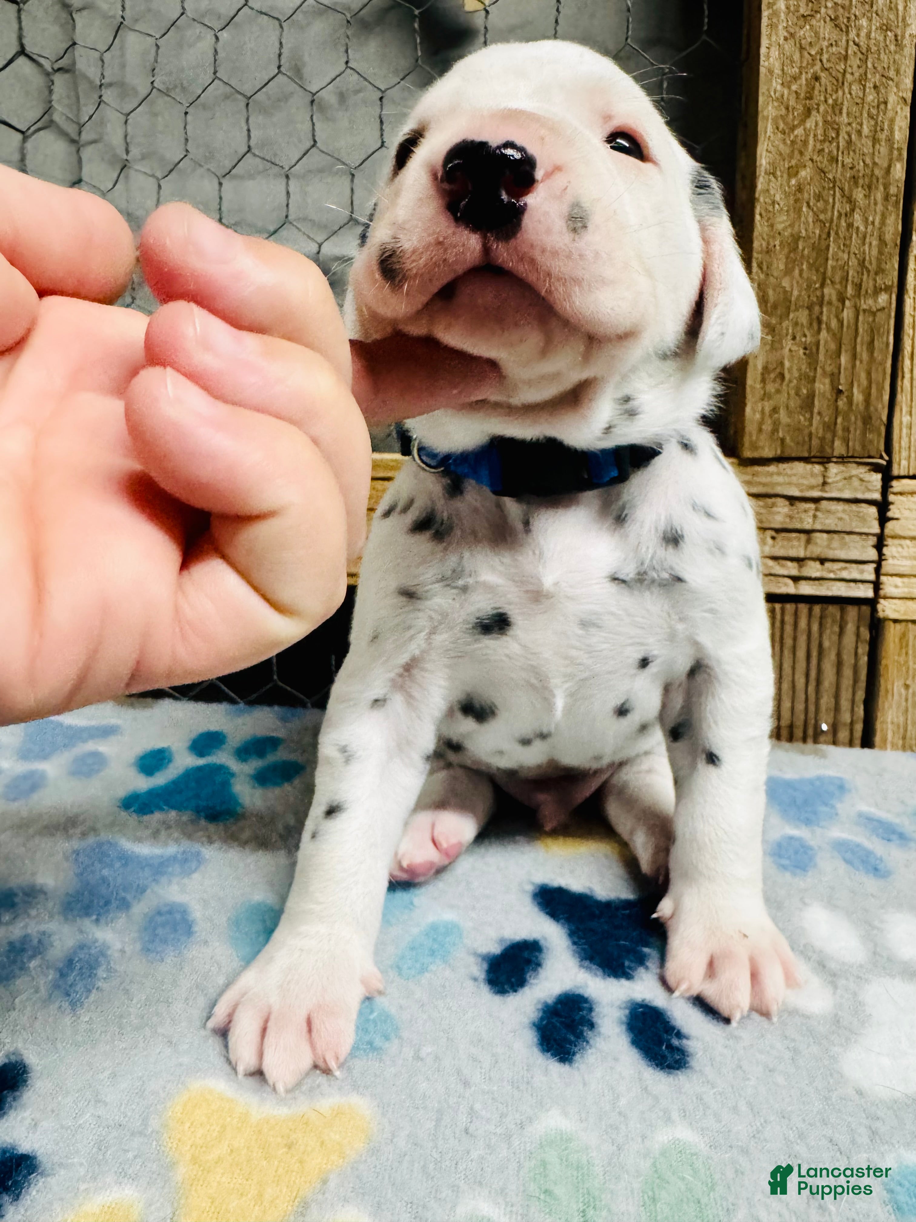 Dalmatian dogs Dalmatian Puppy Blue Collar  - Ad 26