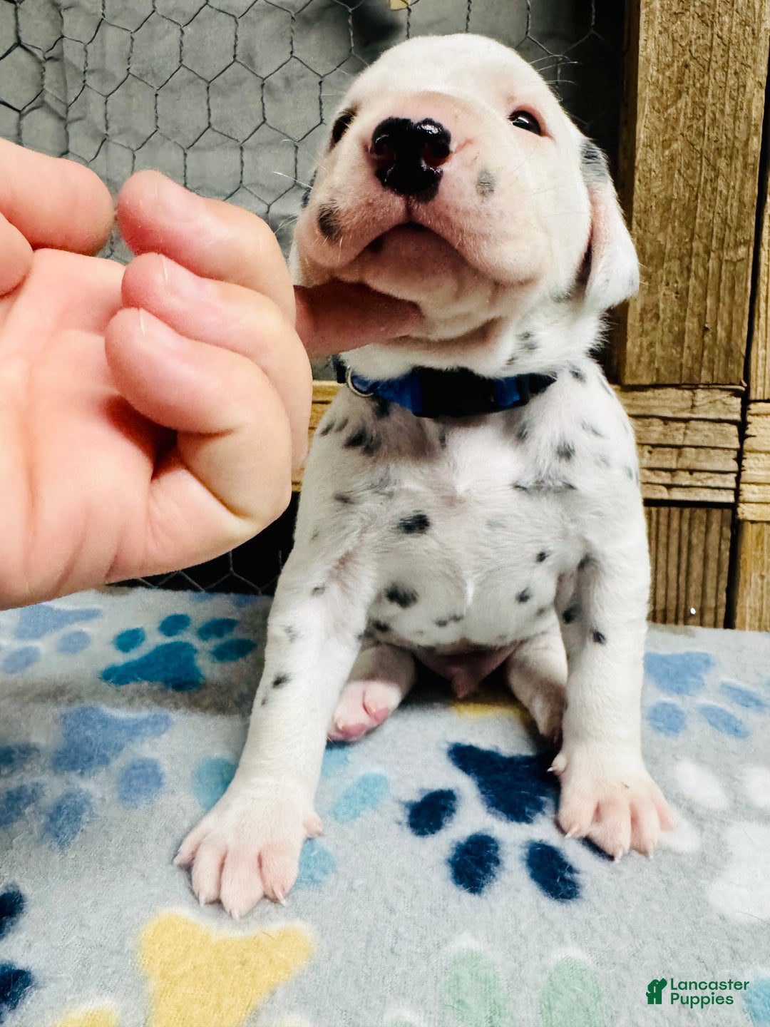 Dalmatian dogs for sale: Dalmatian Puppy Blue Collar  - Ad 1