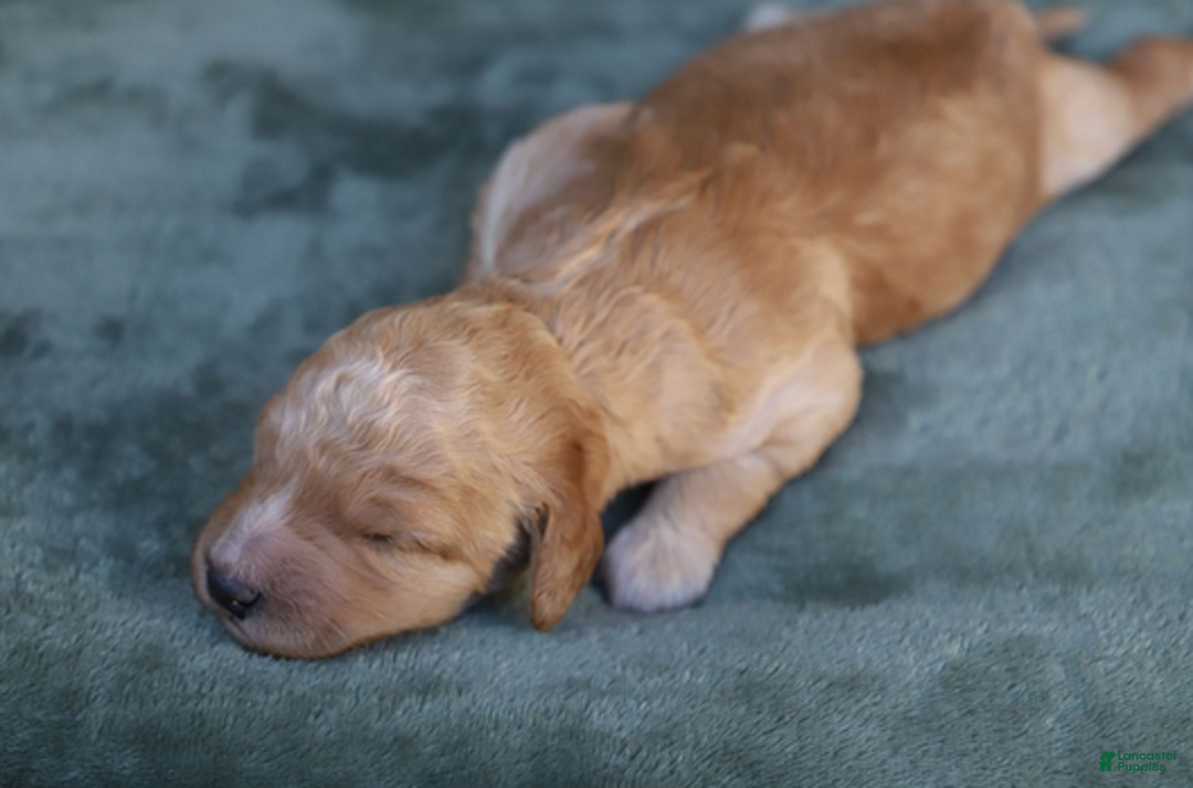 Goldendoodle dogs for sale: Rune - Ad 2