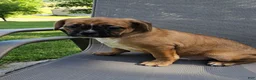 Mixed Breed dogs for sale: Punkin Pie - Ad 7