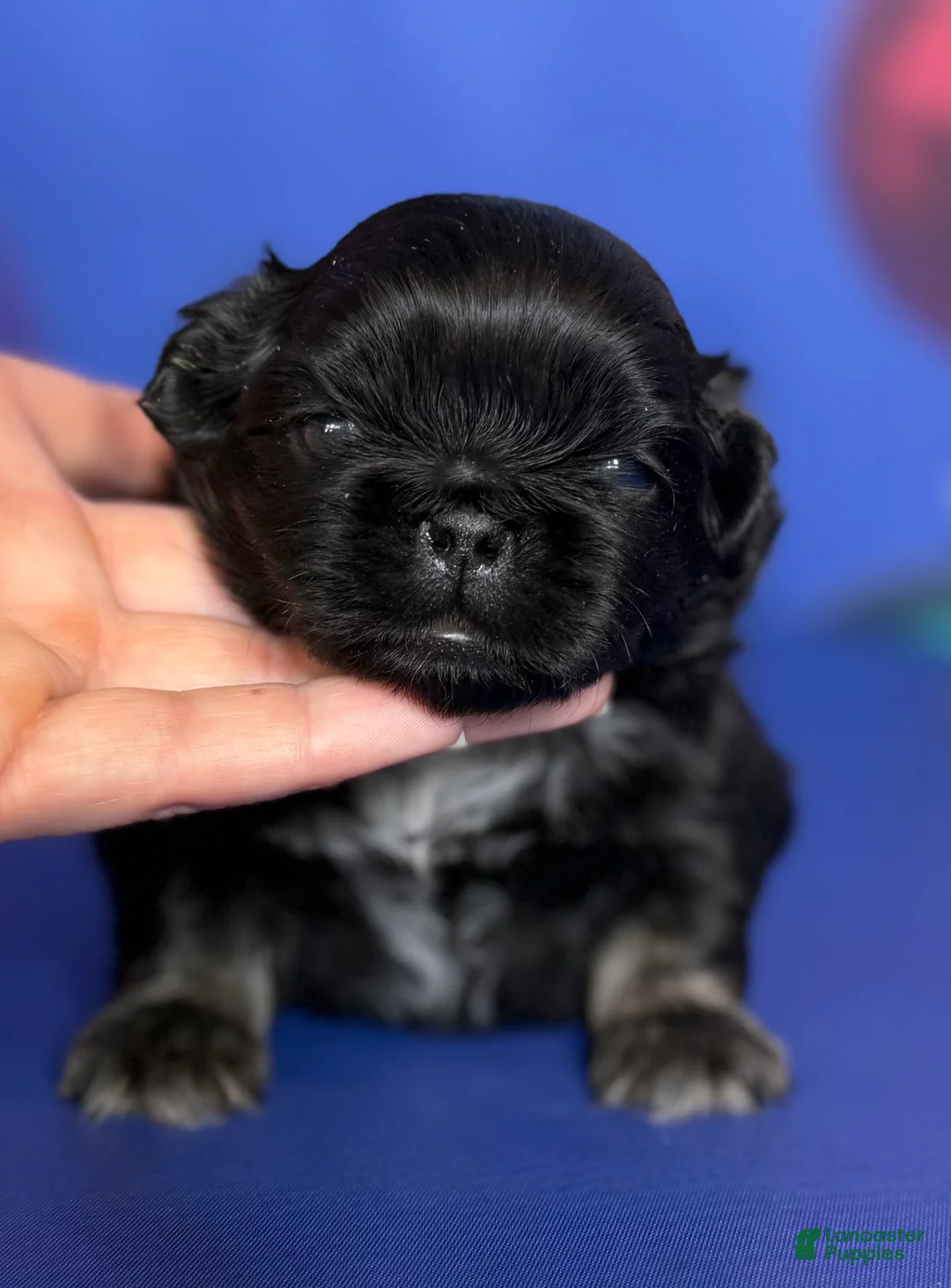Pekingese dogs for sale: ACA Dobby BLACK and tan - Ad 5